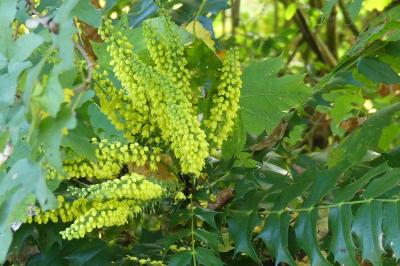 <i>Berberis aquifolium</i>