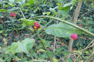 <i>Euonymus europaeus</i>