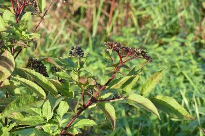 <i>Sambucus ebulus</i>