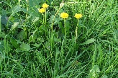 <i>Taraxacum officinale</i>