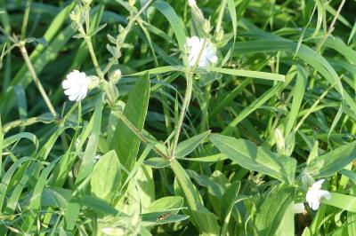 <i>Silene latifolia</i>