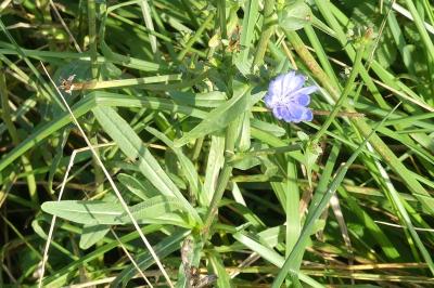 <i>Cichorium intybus</i>