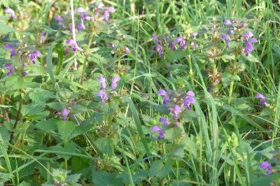 <i>Lamium maculatum</i>