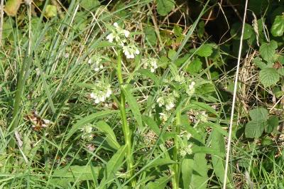 <i>Symphytum officinale</i>