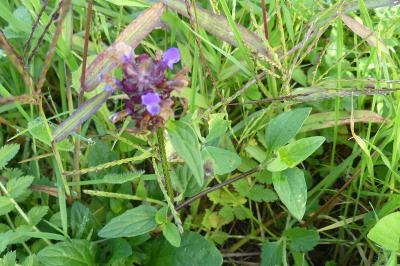 <i>Prunella vulgaris</i>
