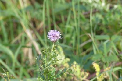<i>Cirsium arvense</i>