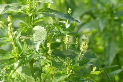 <i>Mercurialis annua</i>