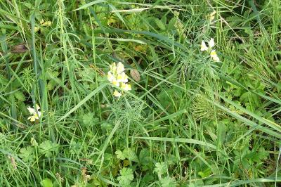 <i>Linaria vulgaris</i>