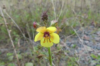 <i>Verbascum blattaria</i>