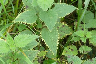 <i>Urtica dioica</i>