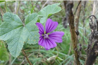 <i>Malva sylvestris</i>