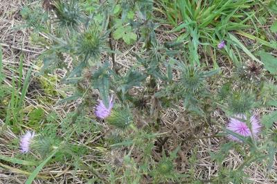 <i>Cirsium vulgare</i>
