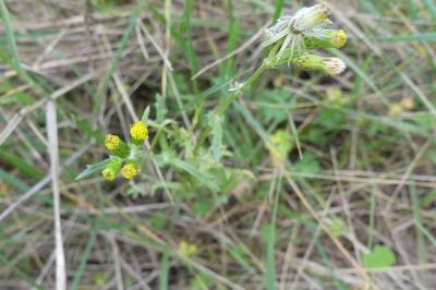 <i>Senecio vulgaris</i>