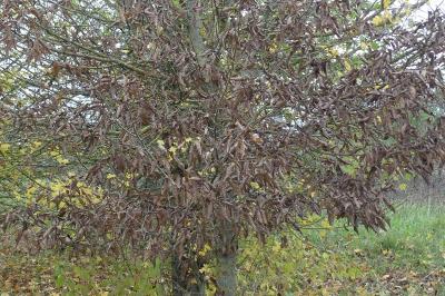 <i>Carpinus betulus</i>