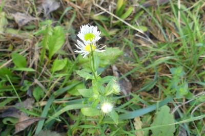 <i>Erigeron annuus</i>