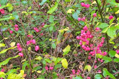 <i>Euonymus europaeus</i>
