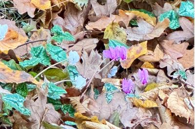 <i>Cyclamen hederifolium</i>