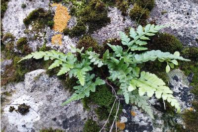 <i>Asplenium adiantum-nigrum</i>