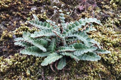 <i>Asplenium ceterach</i>