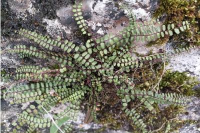 <i>Asplenium trichomanes</i>