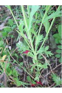 <i>Glebionis segetum</i>