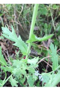 <i>Glebionis segetum</i>