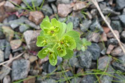 <i>Euphorbia helioscopia</i>
