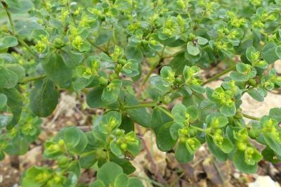 <i>Euphorbia helioscopia</i>