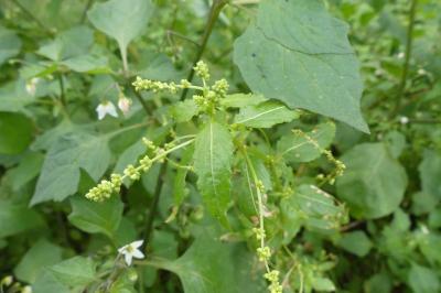<i>Mercurialis annua</i>