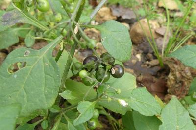 <i>Solanum nigrum</i>
