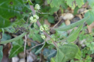<i>Parietaria judaica</i>