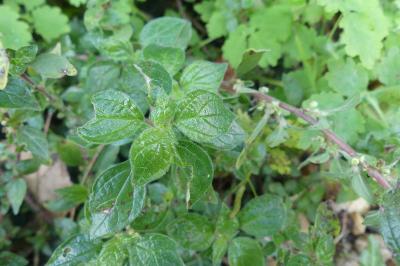<i>Parietaria judaica</i>