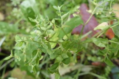 <i>Euphorbia peplus</i>