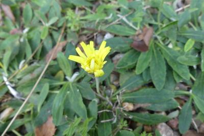 <i>Pilosella officinarum</i>