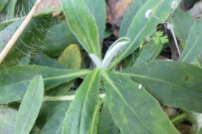 <i>Pilosella officinarum</i>