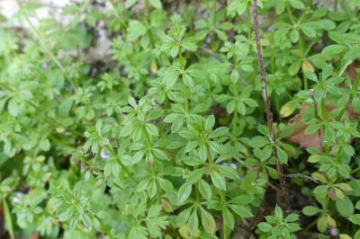 <i>Rubia peregrina</i>