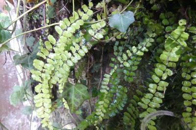 <i>Asplenium trichomanes</i>