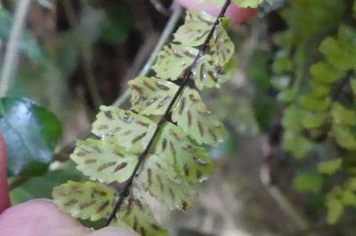 <i>Asplenium trichomanes</i>