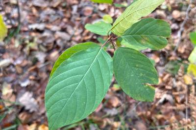 <i>Frangula alnus</i>