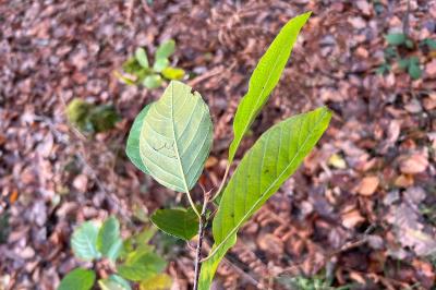 <i>Frangula alnus</i>