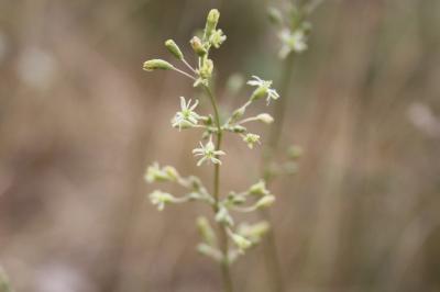 <i>Silene otites</i>