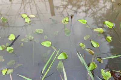 <i>Ranunculus flammula</i>