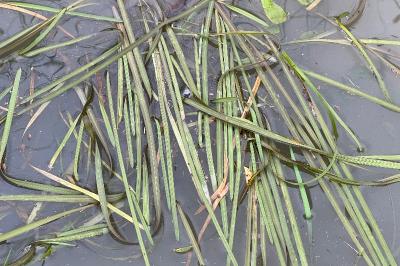 <i>Glyceria fluitans</i>