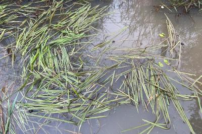 <i>Glyceria fluitans</i>