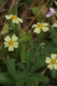 <i>Potentilla recta</i>