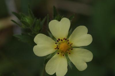 <i>Potentilla recta</i>