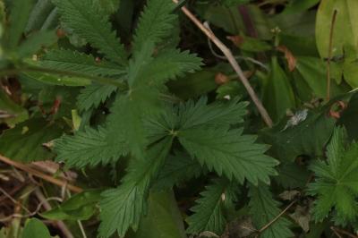 <i>Potentilla recta</i>