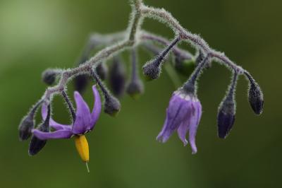 <i>Solanum dulcamara</i>