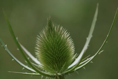 <i>Dipsacus fullonum</i>