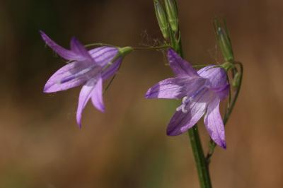 <i>Campanula rapunculus</i>